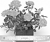 Rosa%20hybrida%20%27WEKcofbunk%27