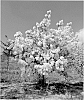 Exochorda%20serratifolia%20x%20macrantha%20%28racemosa%20x%20korolkowii%29%20%27Blizzard%27