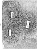 Paspalum%20vaginatum%20%20%27Aloha%27