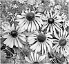 Echinacea%20spp.%20%27Phoenix%27