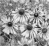 Echinacea%20spp.%20%27Phoenix%27
