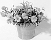 CARNATION%20PLANT%20NAMED%20%27KLEDG10119%27