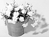 CARNATION%20PLANT%20NAMED%20%27KLEDG10116%27