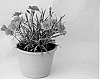 CARNATION%20PLANT%20NAMED%20%27KLEDG11142%27
