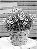 Carnation%20plant%20named%20%27KLEDG10118%27