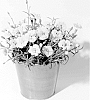 CARNATION%20PLANT%20NAMED%20%27KLEDG10117%27