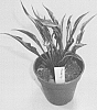 Hosta%20plant%20named%20%27Hands%20Up%27