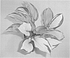 Hosta%20plant%20named%20%27Volcano%20Island%27