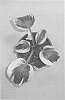 Hosta%20plant%20named%20%27Ben%20Vernooij%27