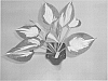 Hosta%20plant%20named%20%27Forbidden%20Fruit%27