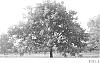 Carya%20illinoinensis%20%27Morrill%27