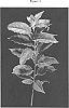 Malus%20domestica%20x%20Malus%20robusta%20hybrid%20%27G.210%27