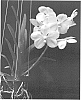 Vanda%20hybrid%20%27SPCDW0902%27