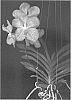 Vanda%20hybrid%20%27SPCDW0901%27