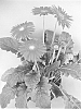 Gerbera%20hybrida%20%27UFGE%204141%27