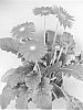 Gerbera%20hybrida%20%27UFGE%204141%27
