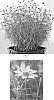 Coreopsis%20verticillata%20%27Tweety%27
