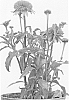 Echinacea%20purpurea%20%27Piccolino%27