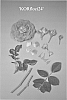 Rosa%20hybrida%20%27KORfloci24%27