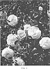 Rosa%20hybrida%20%27Meimirrote%27