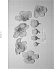 Prunus%20persica%20L.%20Batsch%20var.%20nucipersica%20%27CAKEPEARL%27