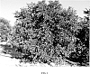 Citrus%20reticulata%20%27950%27