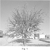 Prosopis%20chilensis%20x%20velutina%20%27Leslie%20Roy%27
