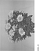Chrysanthemum%20x%20morifolium%20Ramat%20%27Zanmubella%27