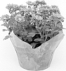 Chrysanthemum%20x%20morifolium%20%27Power%20Red%27