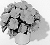 Impatiens%20hawkeri%20%27KLENI10119%27