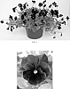Viola%20cornuta%20%27Blackout%27
