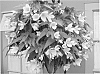 Begonia%20hybrid%20%27YAMOON%27