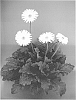 Gerbera%20hybrida%20%27UFGE%207014%27