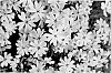 Phlox%20Plant%20Named%20%27Barsixtynine%27