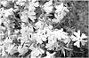 Phlox%20Plant%20Named%20%27BARSEVENTYTHREE%27