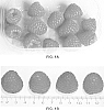 Rubus%20idaeus%20L.%20%27Crimson%20Giant%27