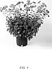 Chrysanthemum%20x%20morifolium%20%27Glowing%20Ember%27