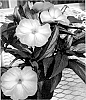 Impatiens%20hawkeri%20%27IMGZ0006%27