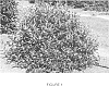 Viburnum%20sp.%20L.%20%27PIIVIB-I%27