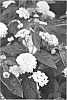 Lantana%20camara%20%27NEBLAN5151%27