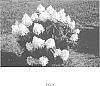 Hydrangea%20paniculata%20%27PIIHP-I%27