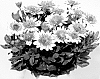 Osteospermum%20ecklonis%20Norl.%20%27KLEOE10179%27