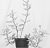 Heliopsis%20helianthiodes%20var.%20scabra%20%27Summer%20Pink%27