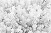 Sedum%20reflexum%20%27Nonar%27