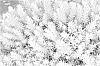 Sedum%20reflexum%20%27Nonah%27