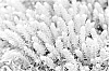 Sedum%20reflexum%20%27Nonic%27