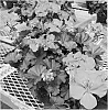 Pelargonium%20interspecific%20%27PEQZ0002%27