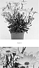 Osteospermum%20ecklonis%20%27OSTZ0001%27