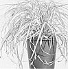 Carex%20oshimensis%20%27Everoro%27