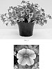 Calibrachoa%20x%20hybrida%20%27Balcabpiken%27